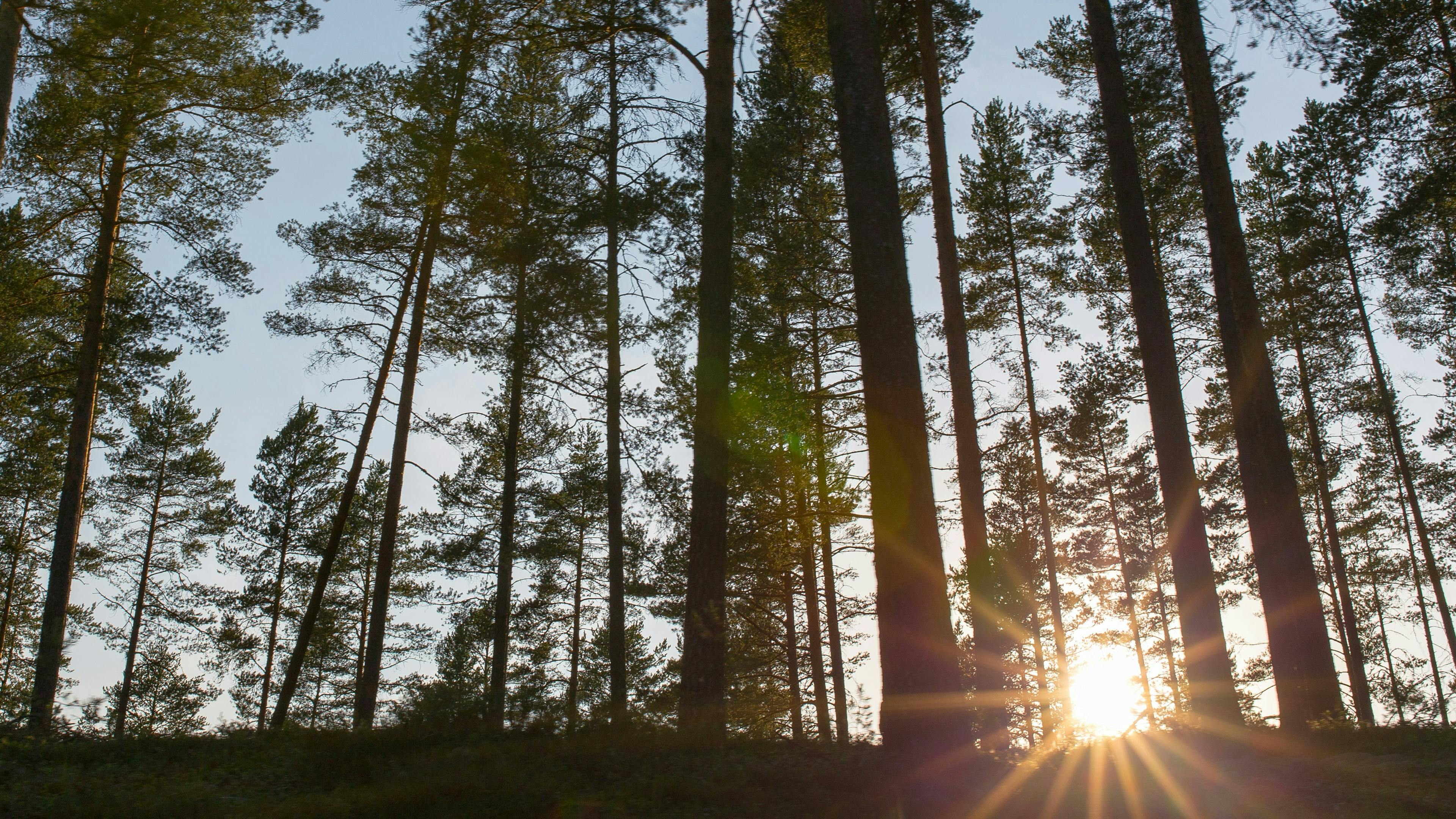 Skov og sol