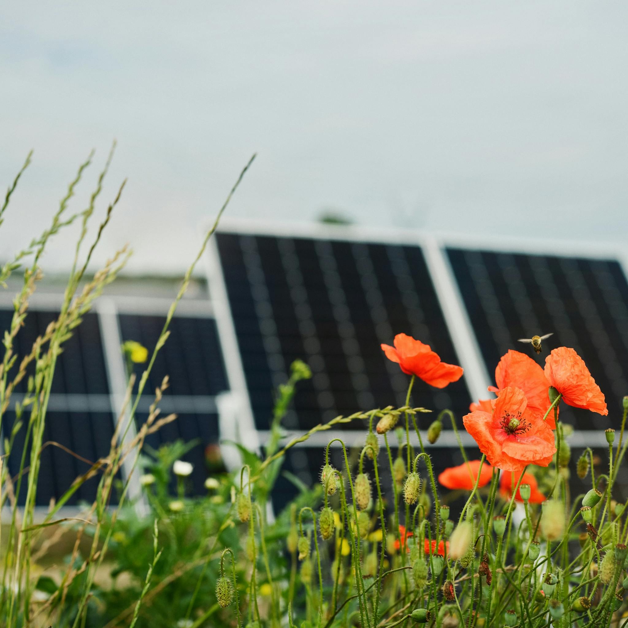 Solar panels tracker in Højby solar park