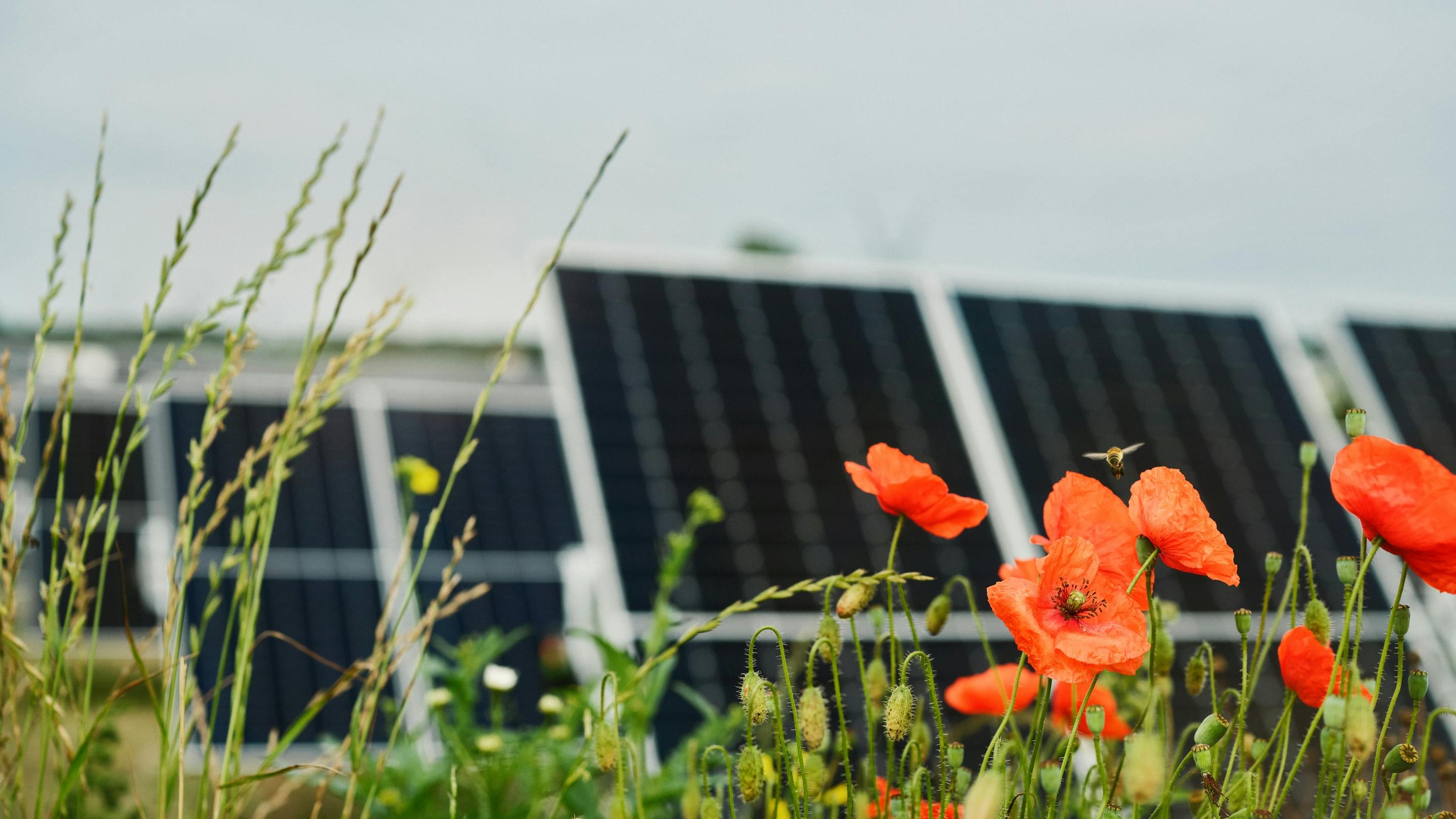 Solar Panels with flowers and a bee
