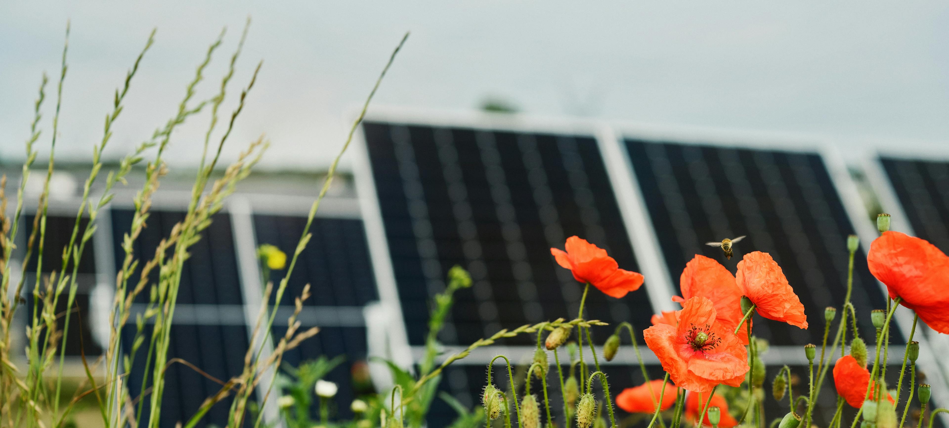 flowers and bee in front of solar panels