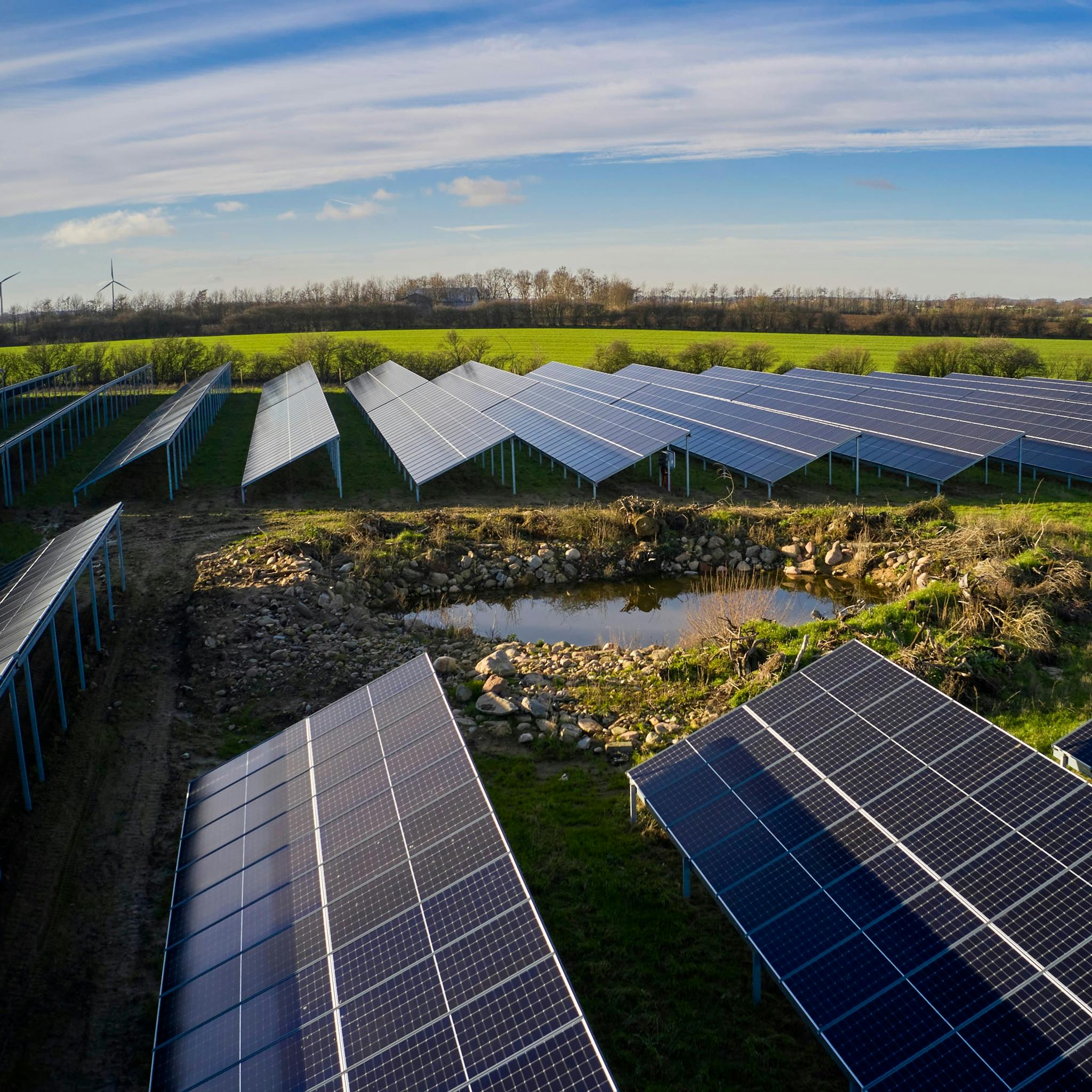 Biodiversity initiative in Lysabild solar park 